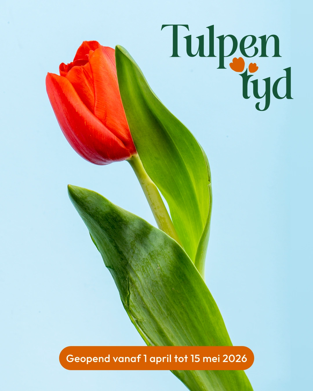 Tulpentijd decoratie elementen